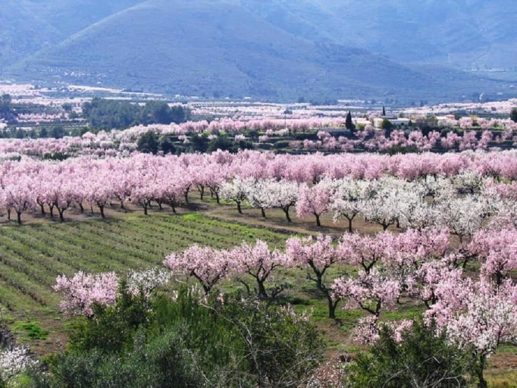 One Bed Apartment Overlooking Jalon Valley, Costa Blanca Alcalali Ngoại thất bức ảnh