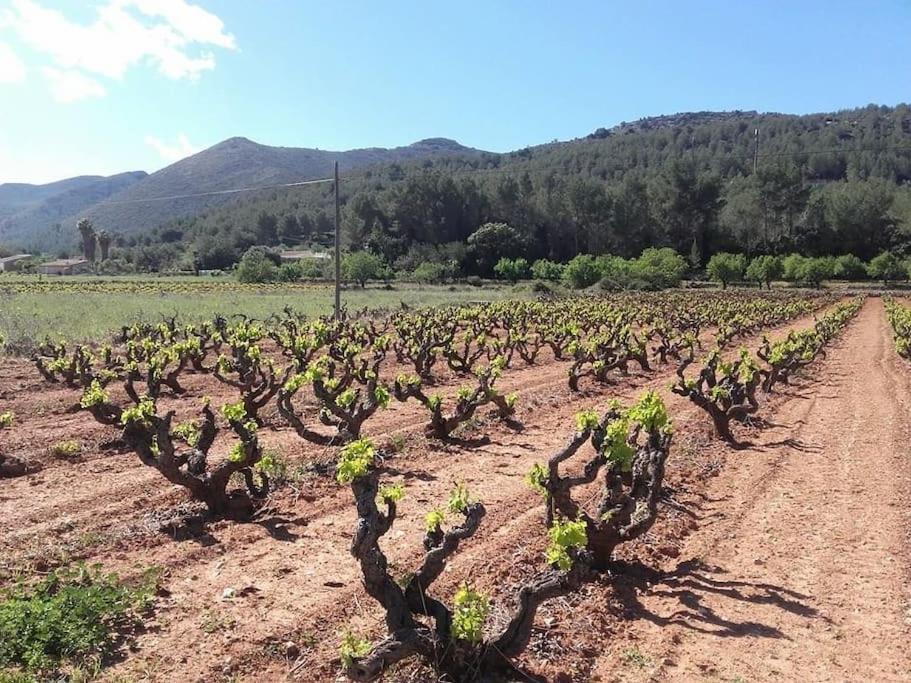 One Bed Apartment Overlooking Jalon Valley, Costa Blanca Alcalali Ngoại thất bức ảnh